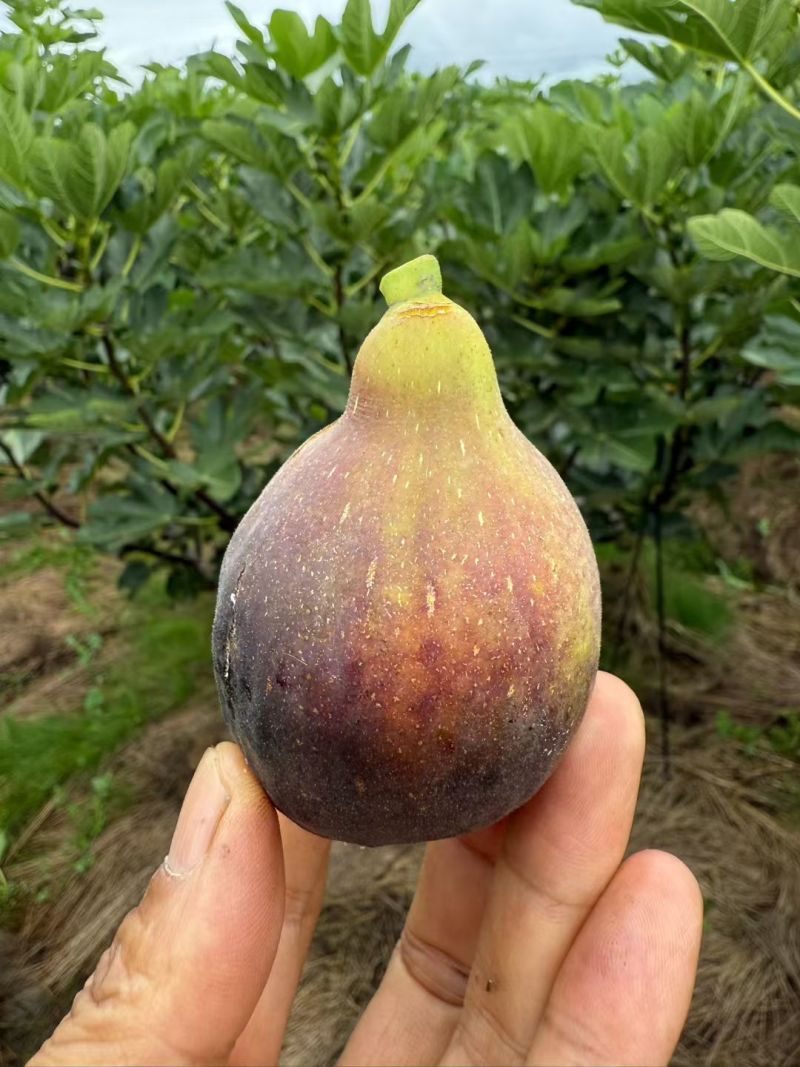 反季节无花果