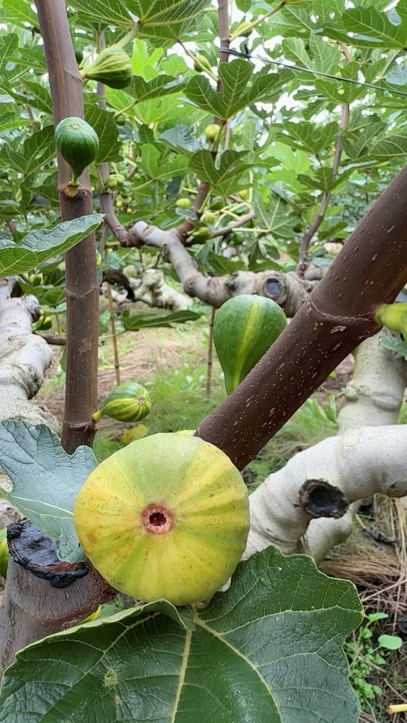 反季节无花果