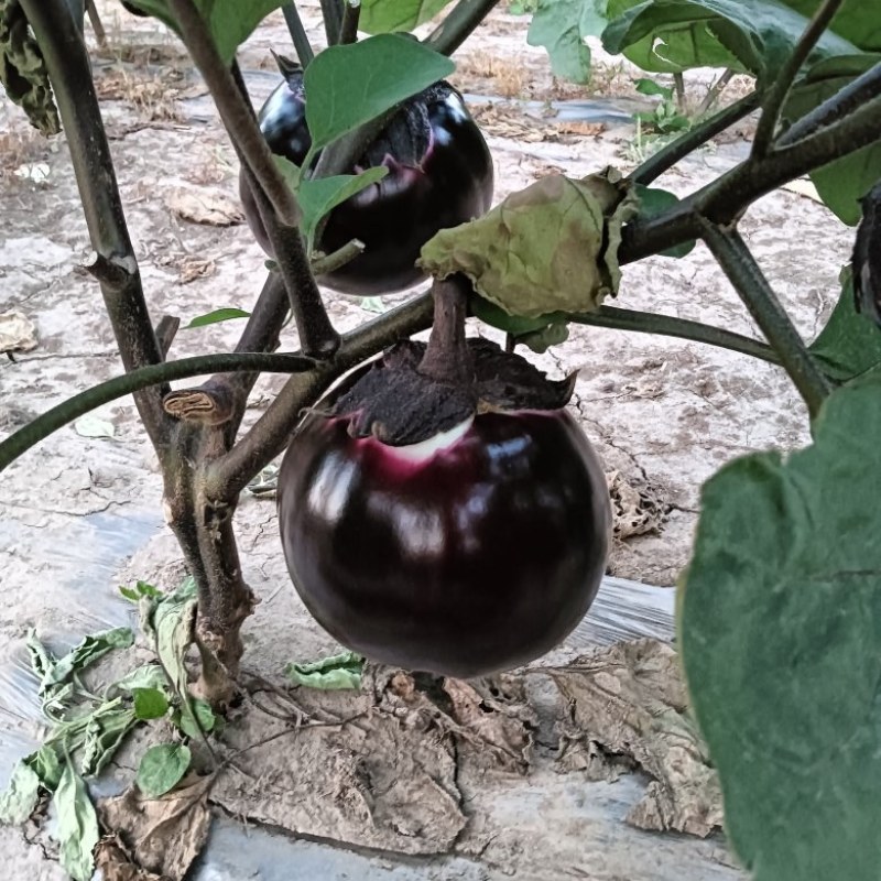 精品圆茄