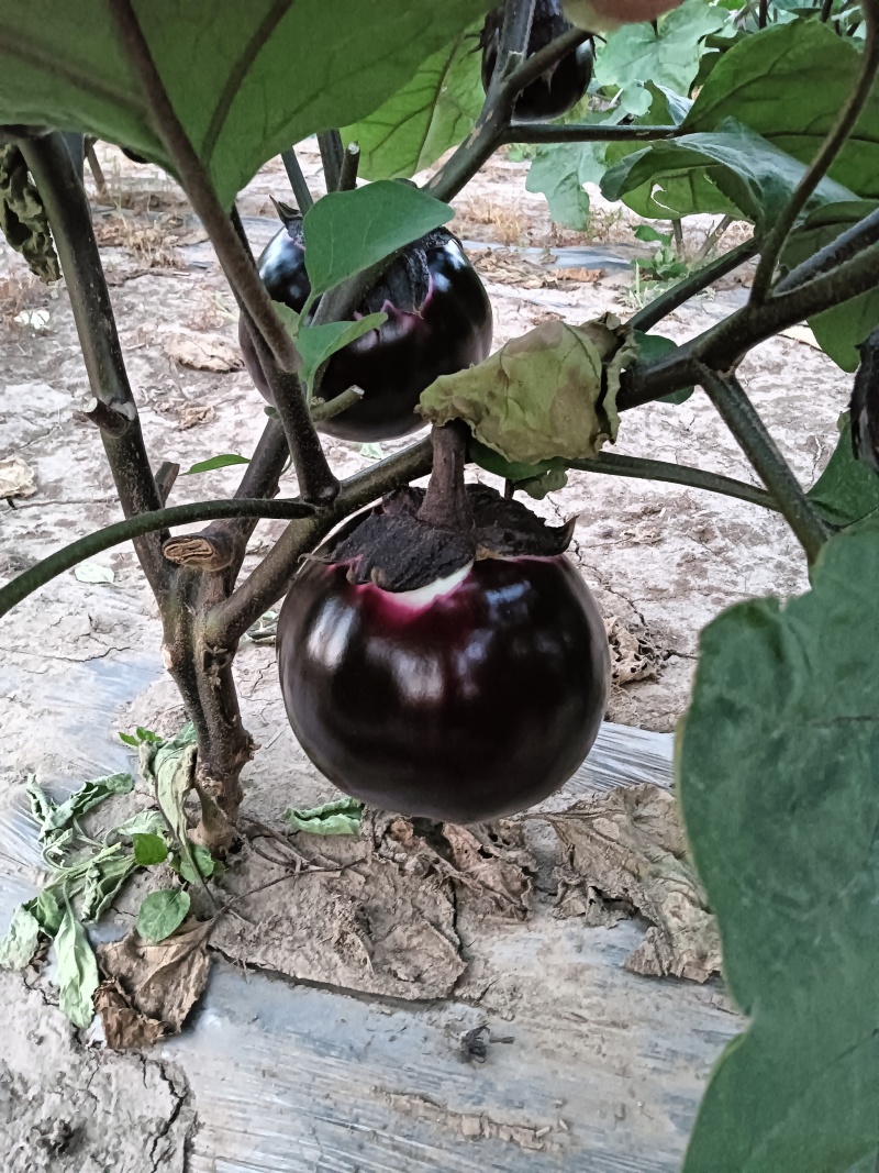 精品圆茄