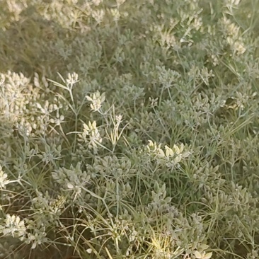 甘肃种植的新疆托克逊孜然