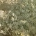 甘肃种植的新疆托克逊孜然