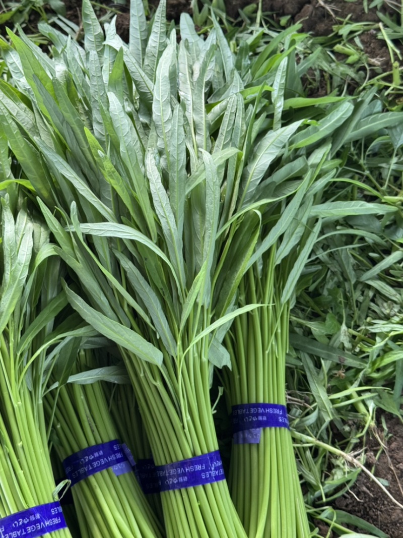 精品空心菜叶绿根粗