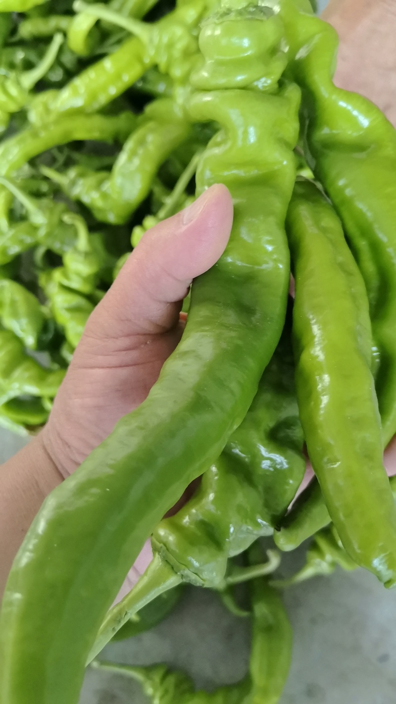 陇椒