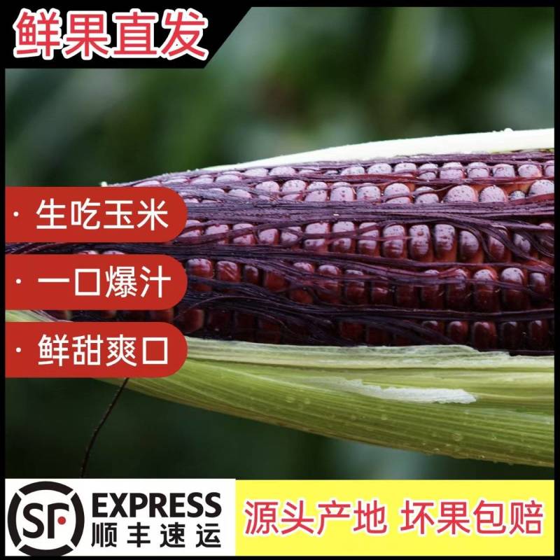 红宝石水果玉米**出货