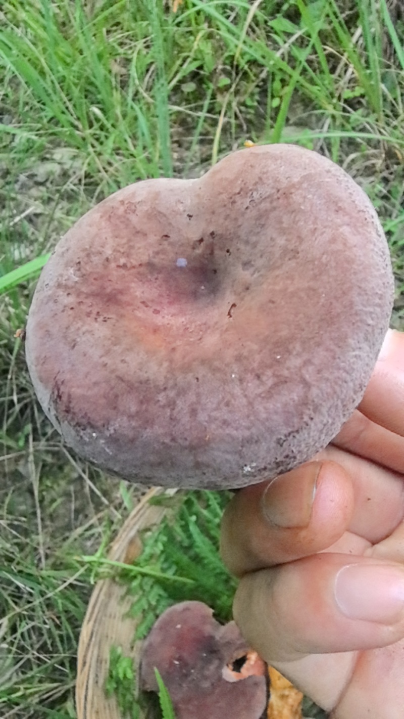 精品野生奶浆菌