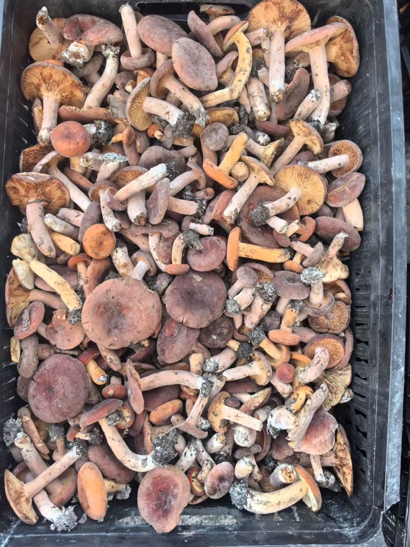 精品野生奶浆菌