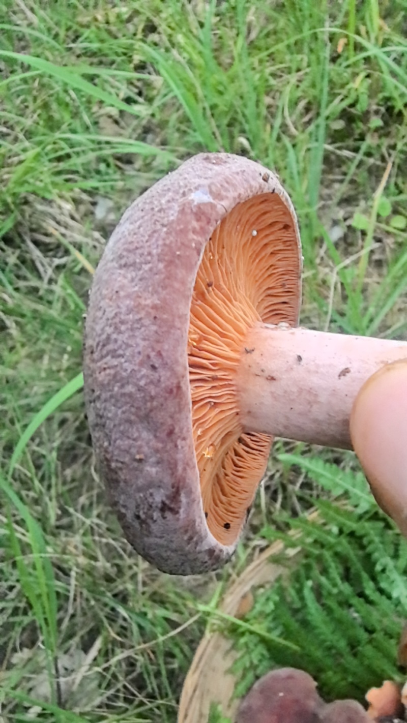 精品野生奶浆菌