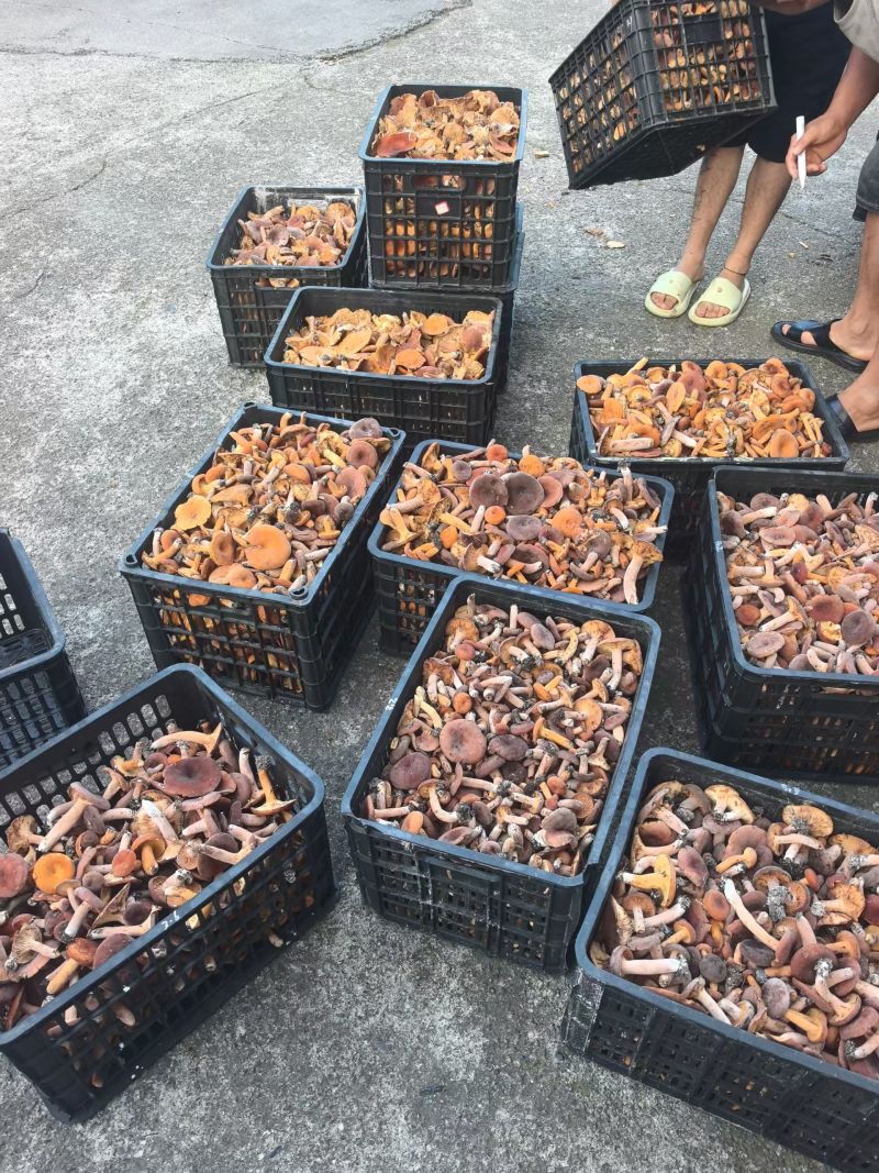 精品野生奶浆菌
