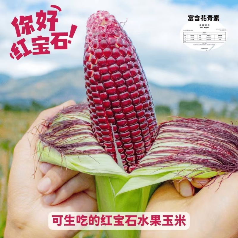 红宝石水果玉米**出货