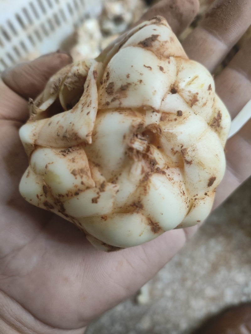 湖南新鲜百合菜百合肉质厚实食用不苦口感粉糯产地直销包邮