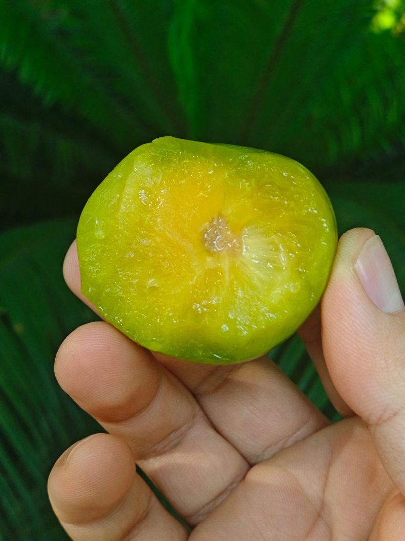 蜂糖李子树苗