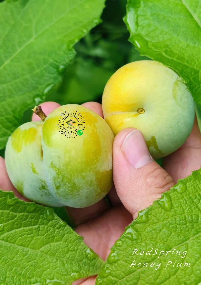 蜂糖李子树苗