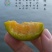 蜂糖李子树苗