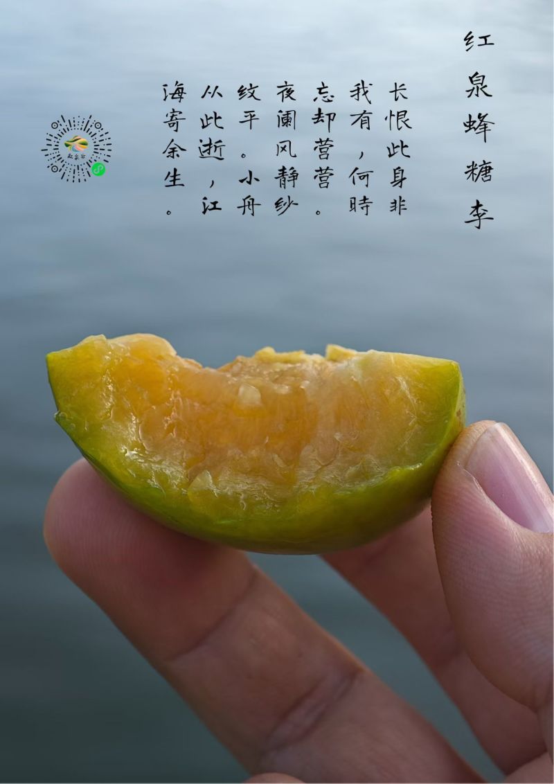 蜂糖李子树苗