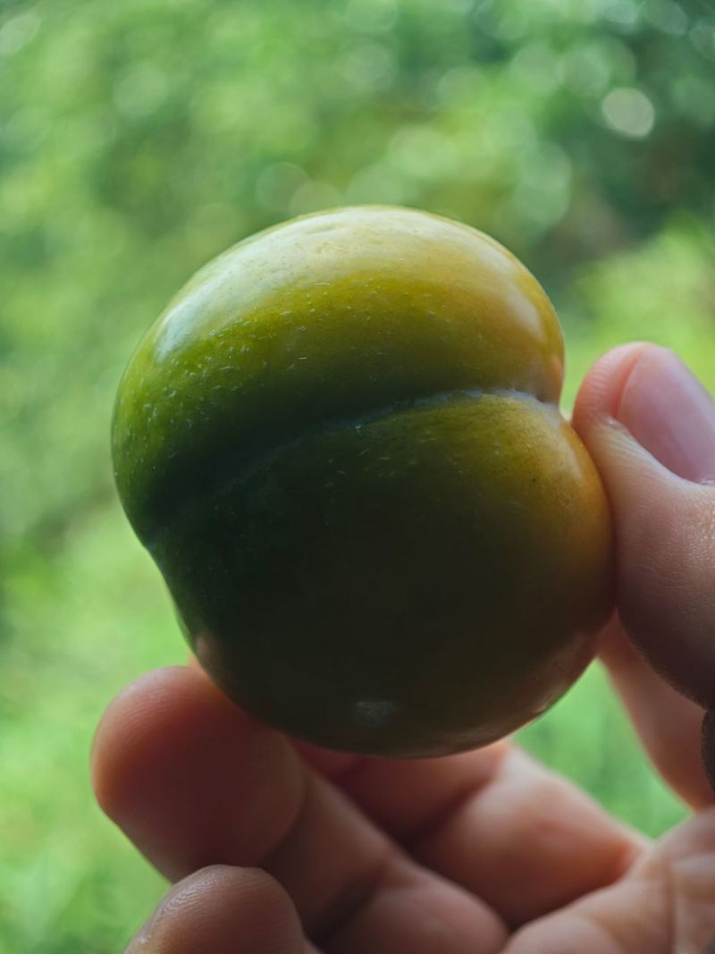 蜂糖李子树苗