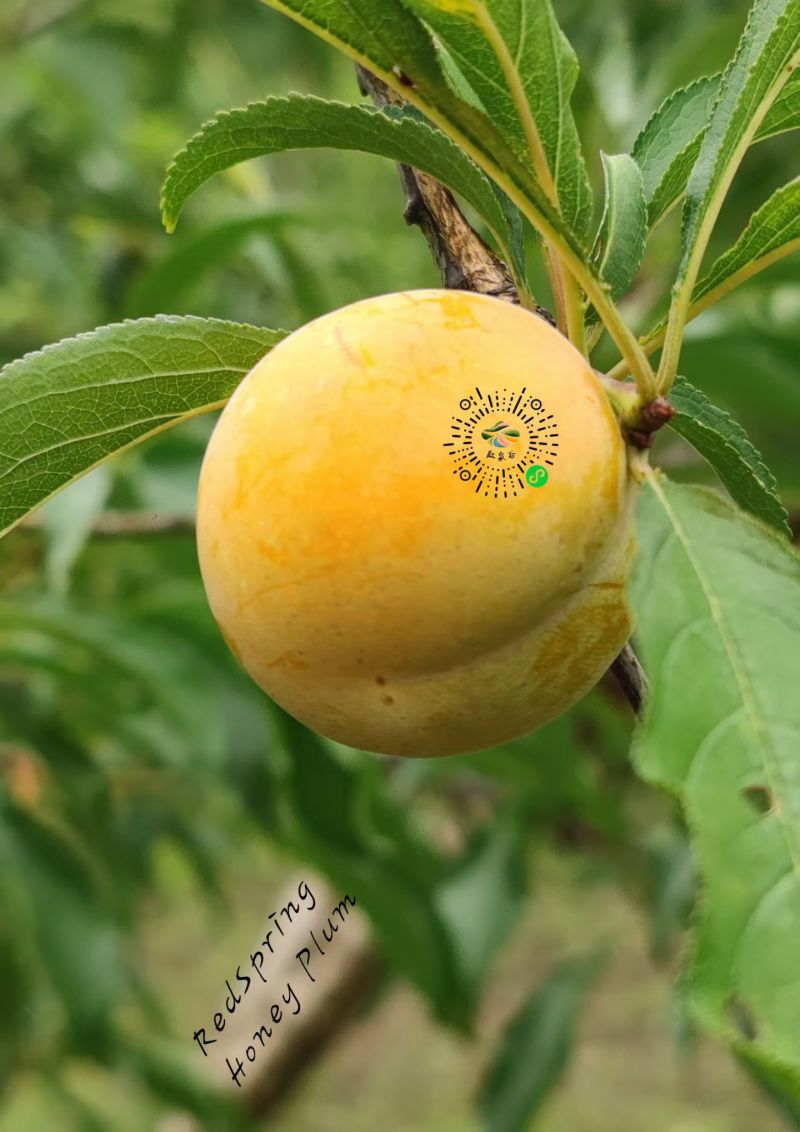 蜂糖李子树苗