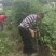 蜂糖李子树苗