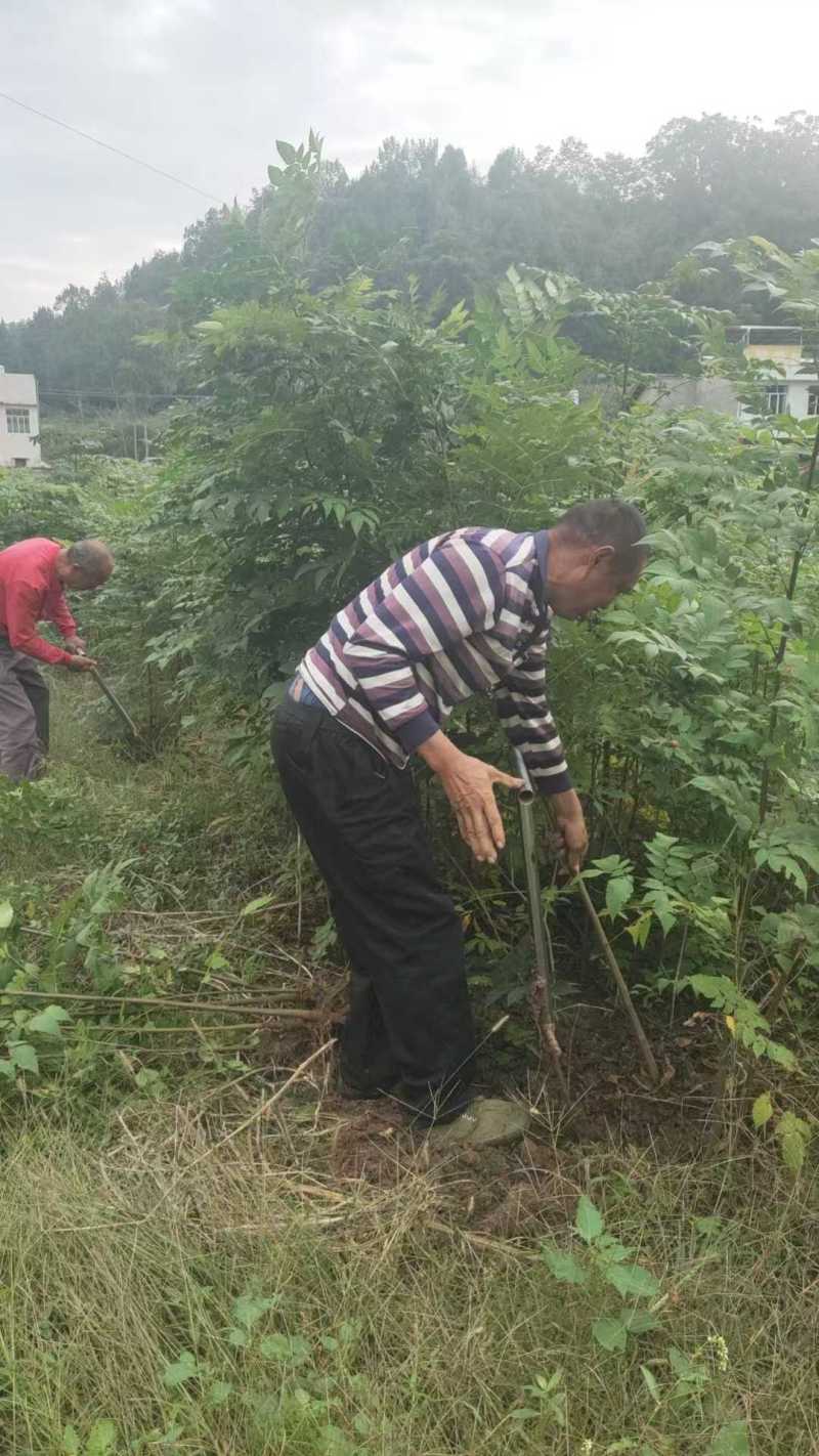 蜂糖李子树苗