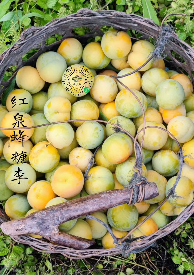 蜂糖李子树苗