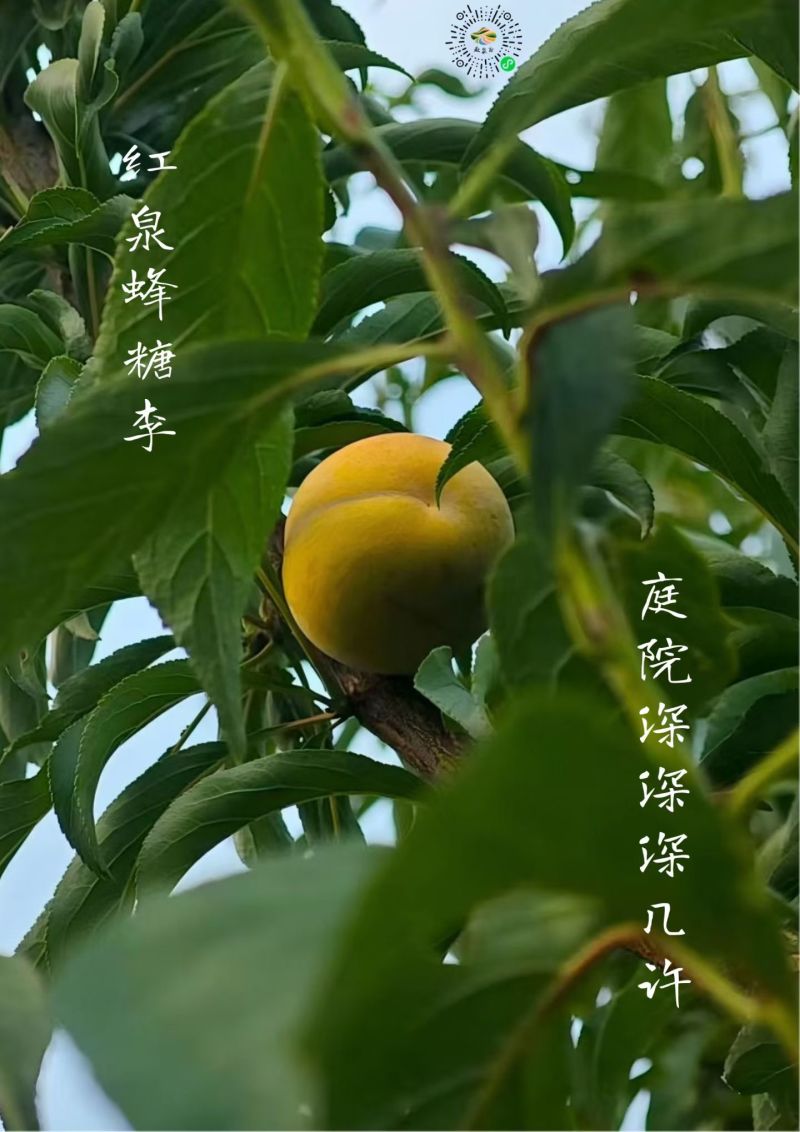蜂糖李子树苗