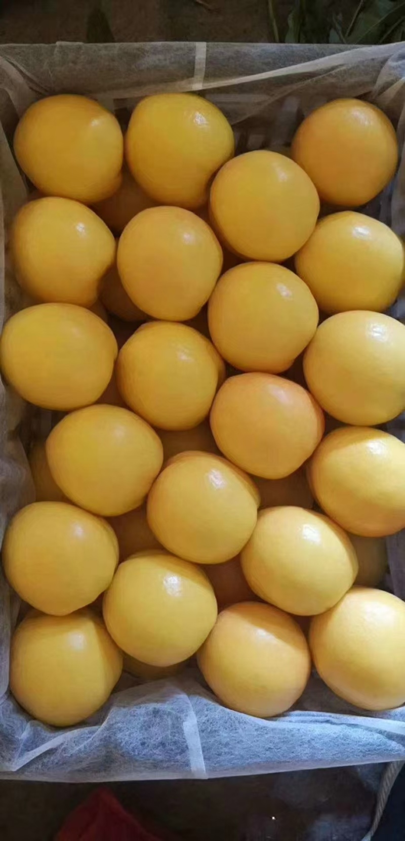油桃