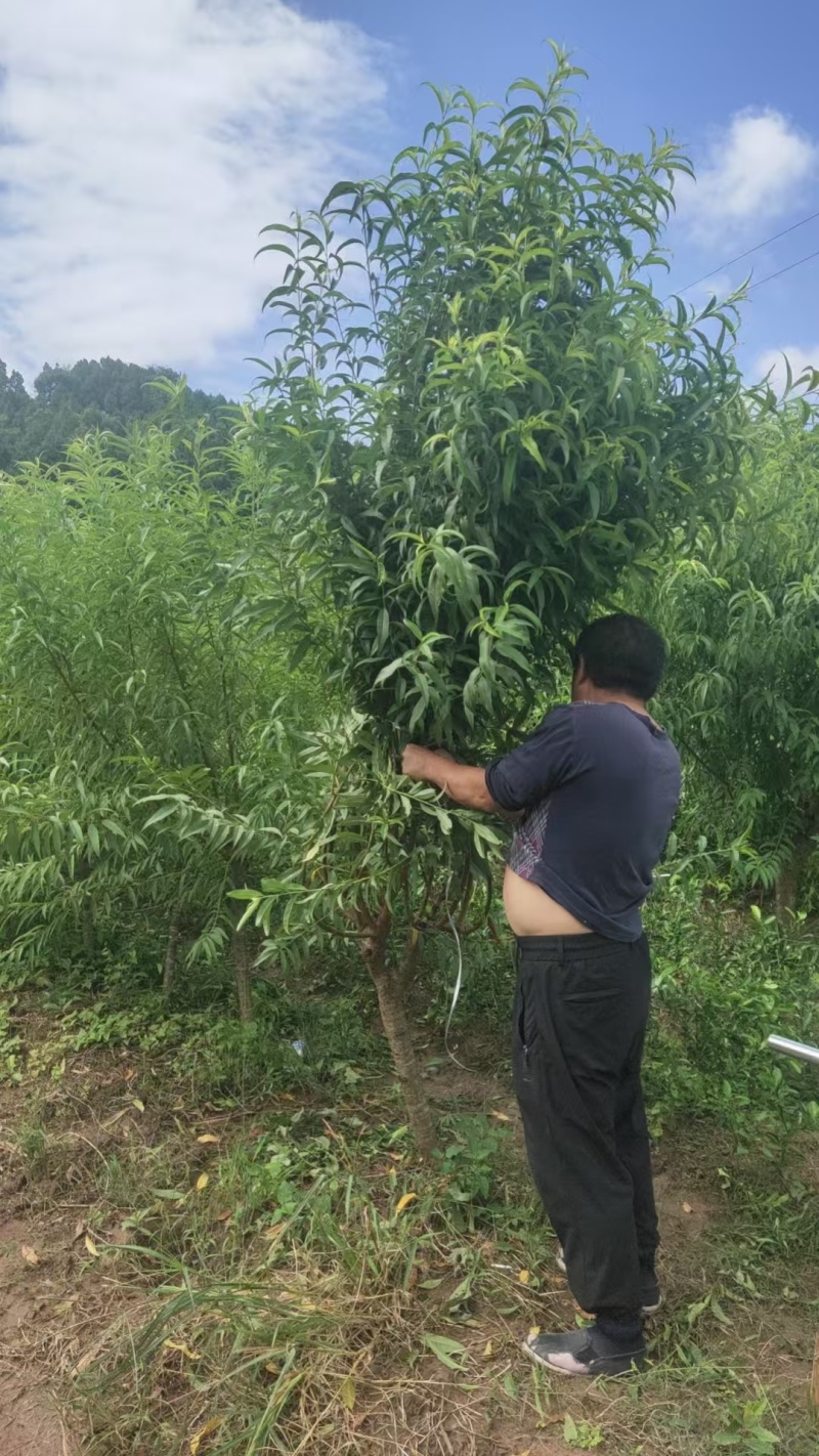 桃树