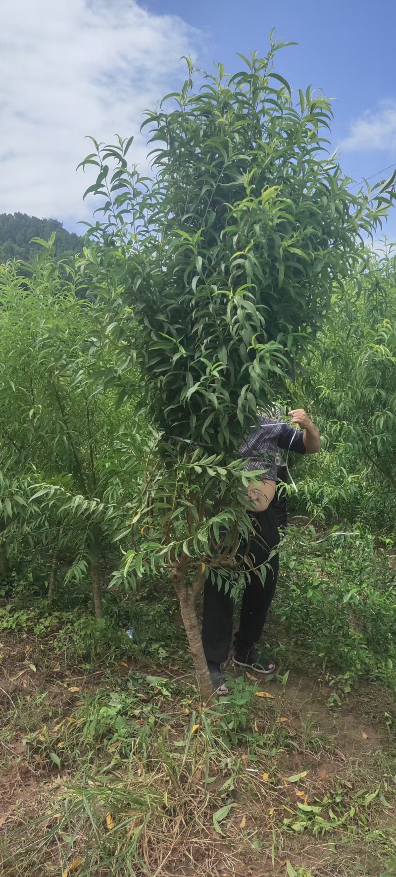 桃树