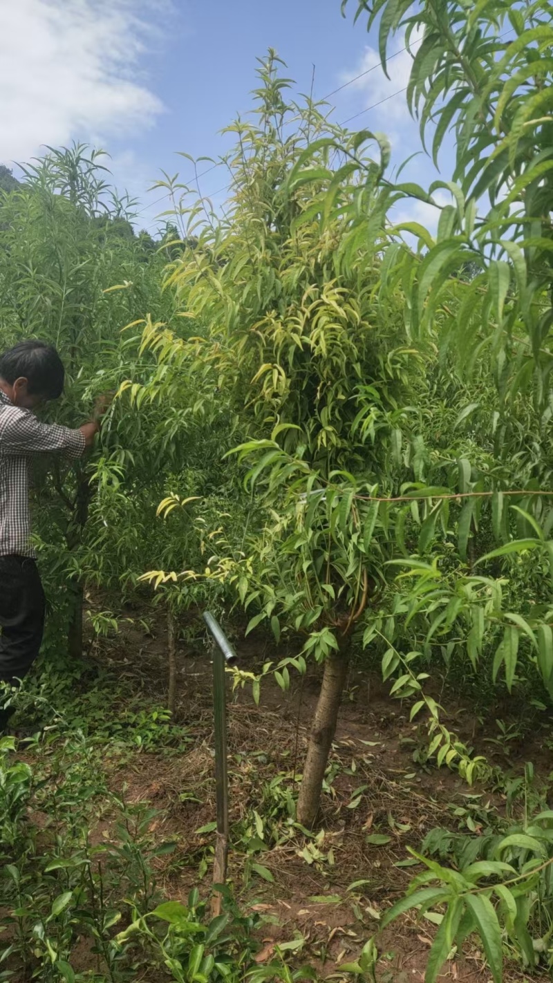 桃树