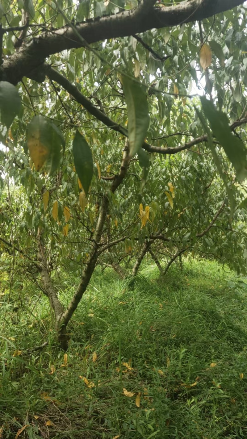 桃树