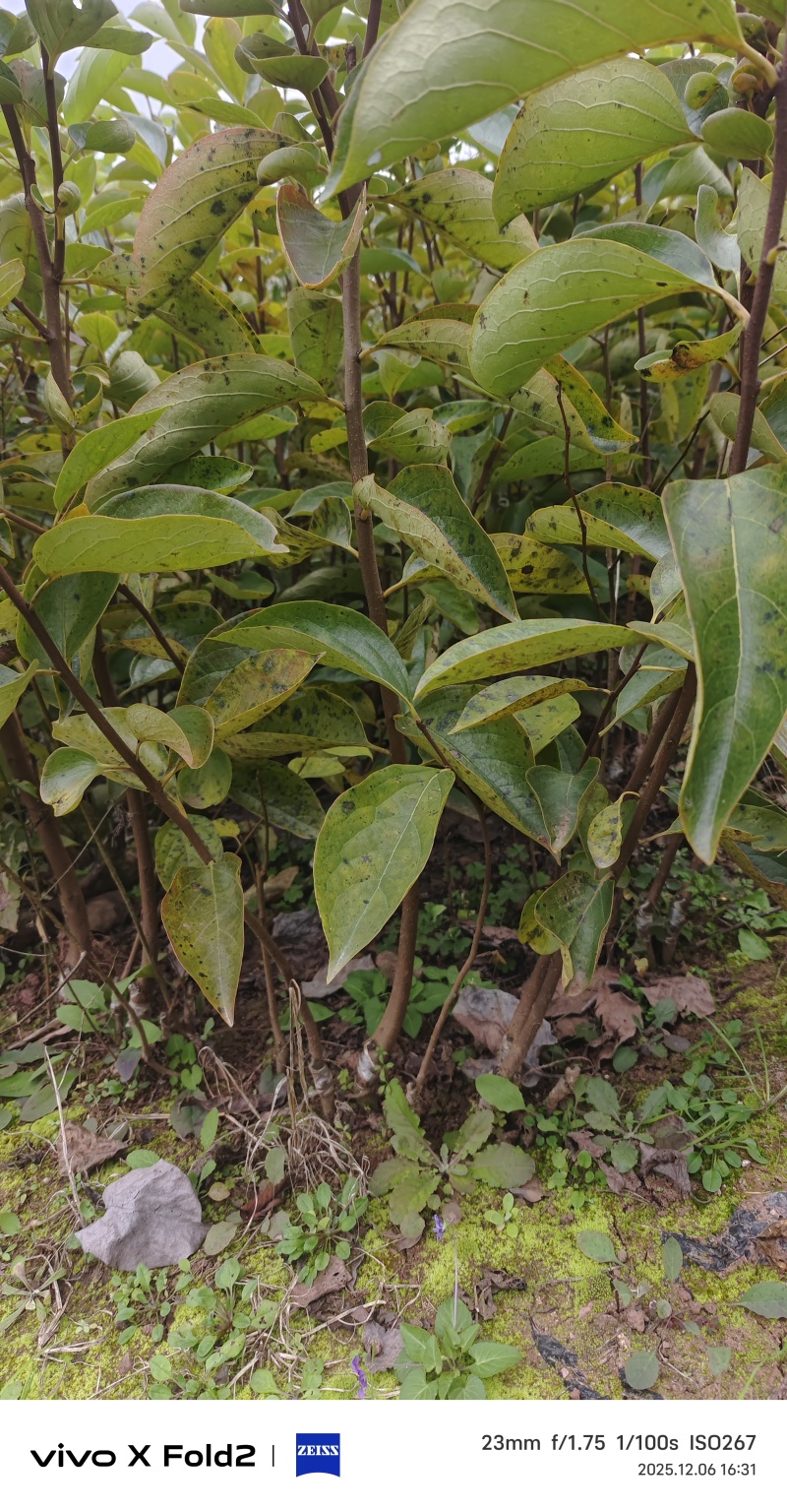 柿子苗