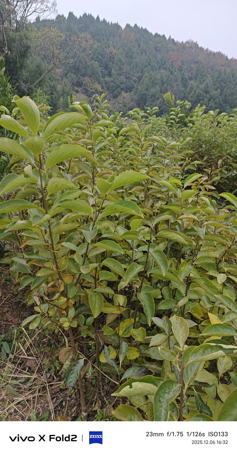 柿子苗