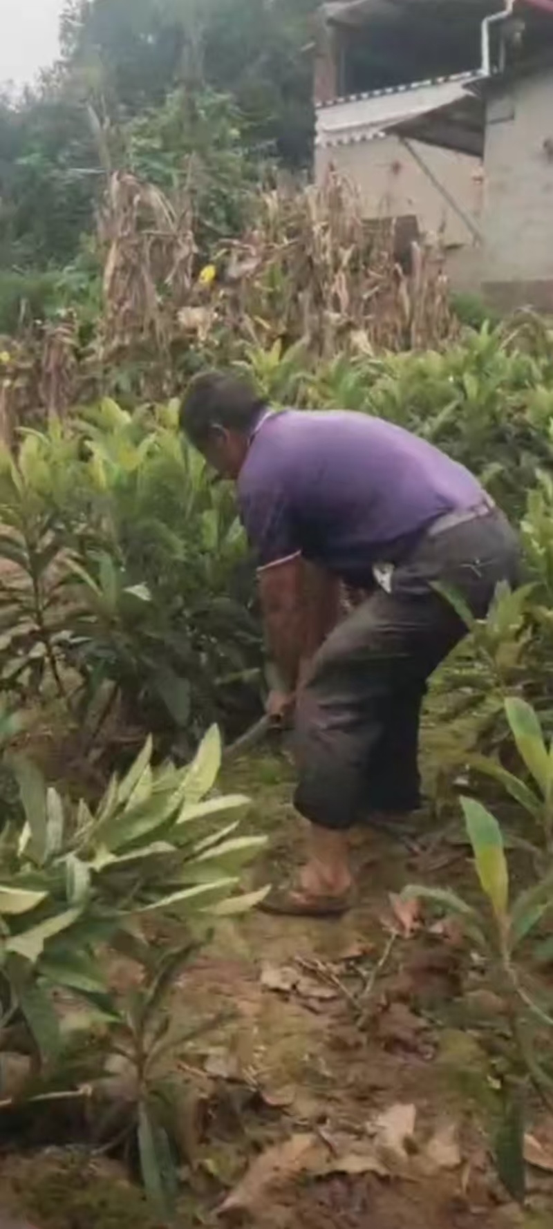 枇杷树苗