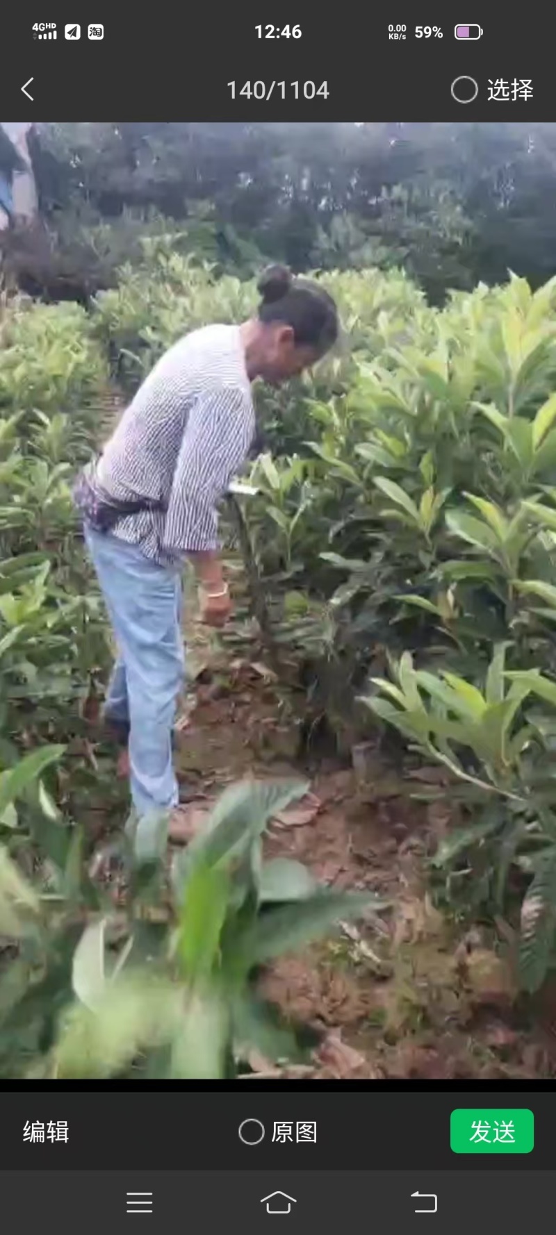 枇杷树苗