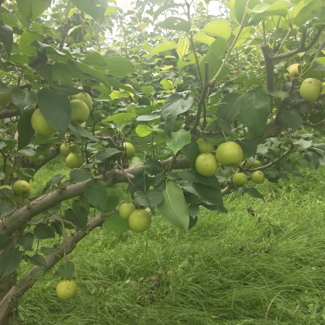 云南红梨