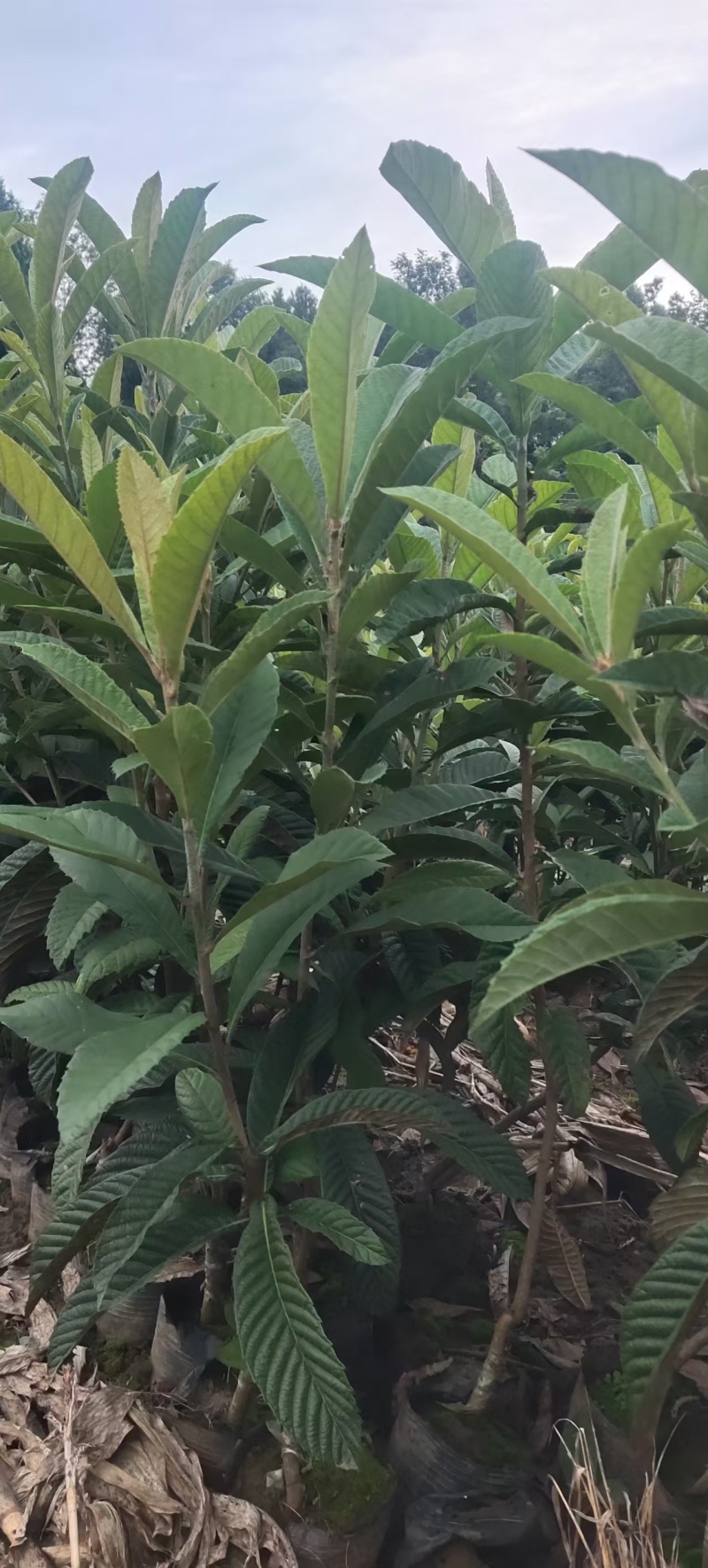 枇杷树苗