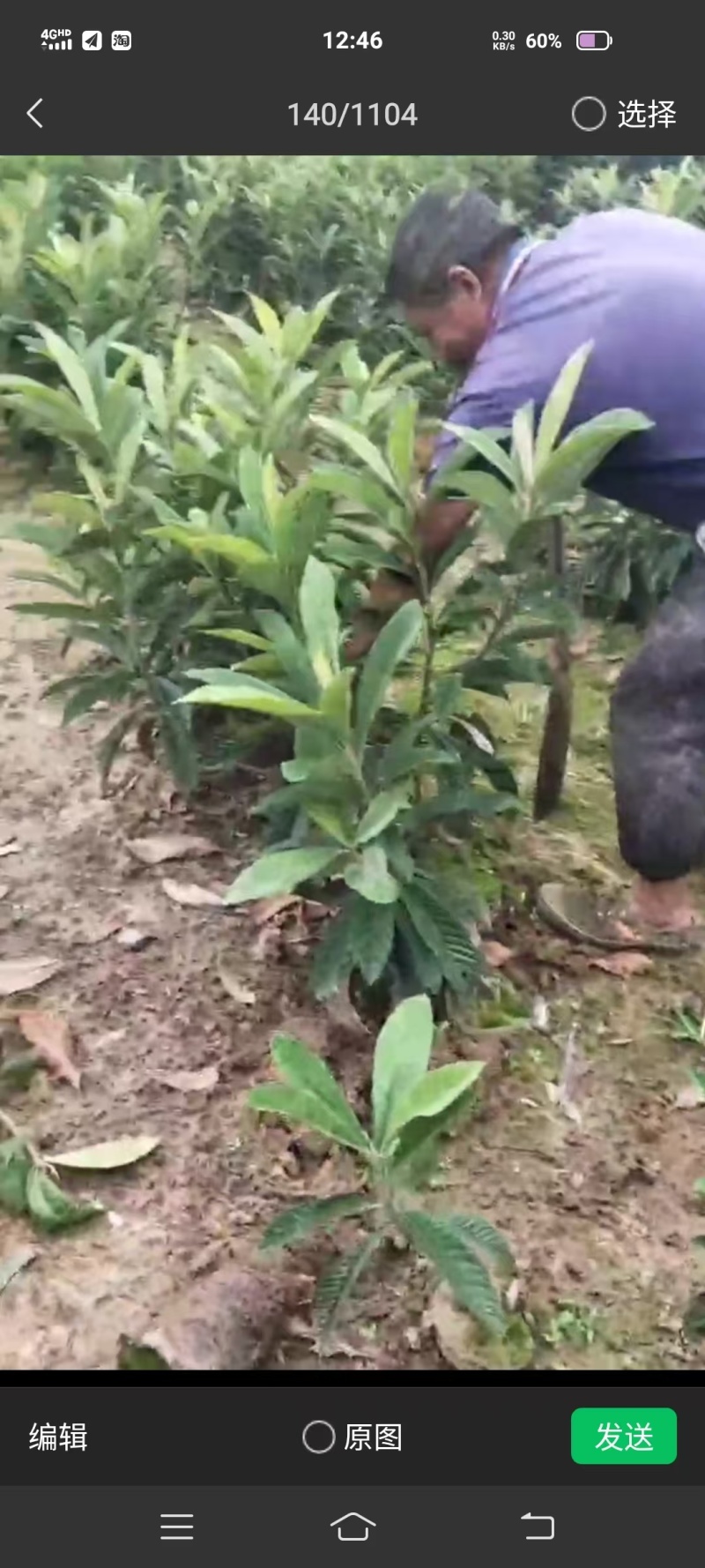 枇杷树苗