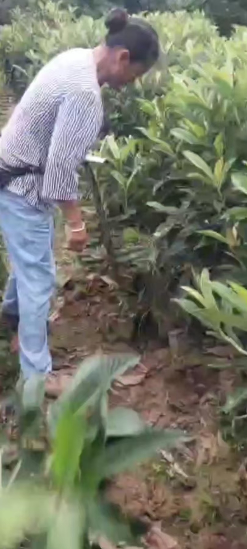 枇杷树苗