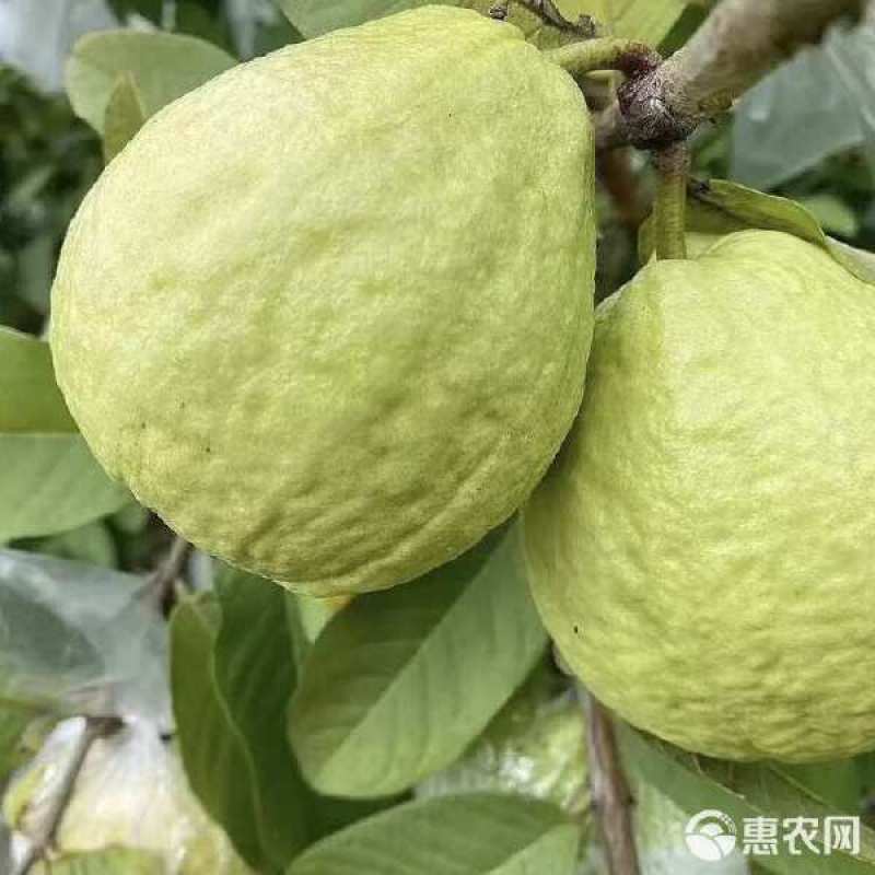 广东省廉江市珍珠番石榴，一手货源。白心7毛，红心1元。