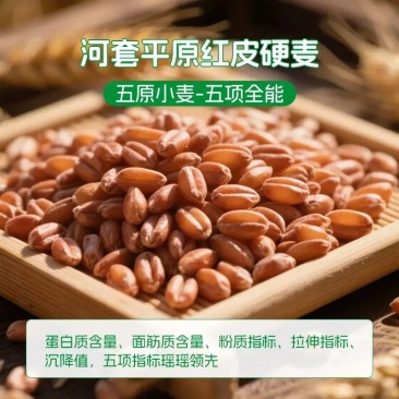 河套平原优质面粉