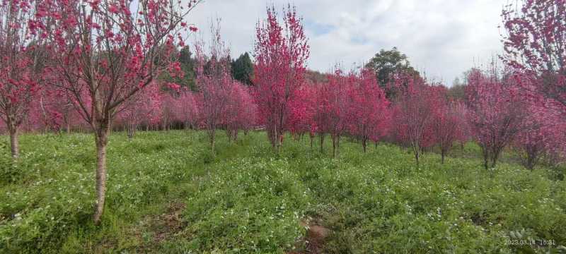 碧桃树