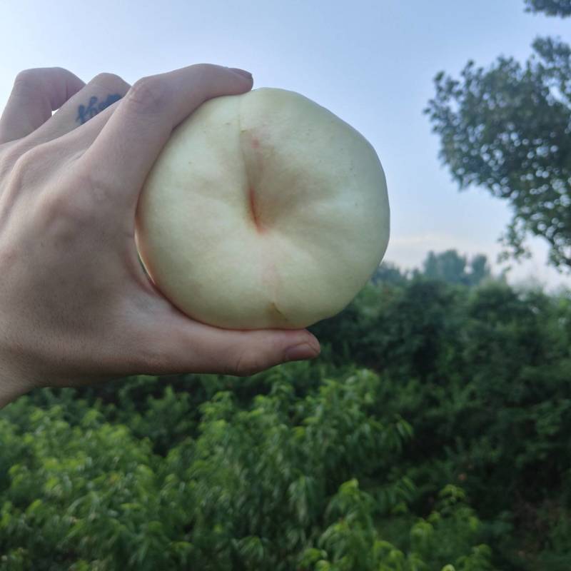 白油蟠桃，油8