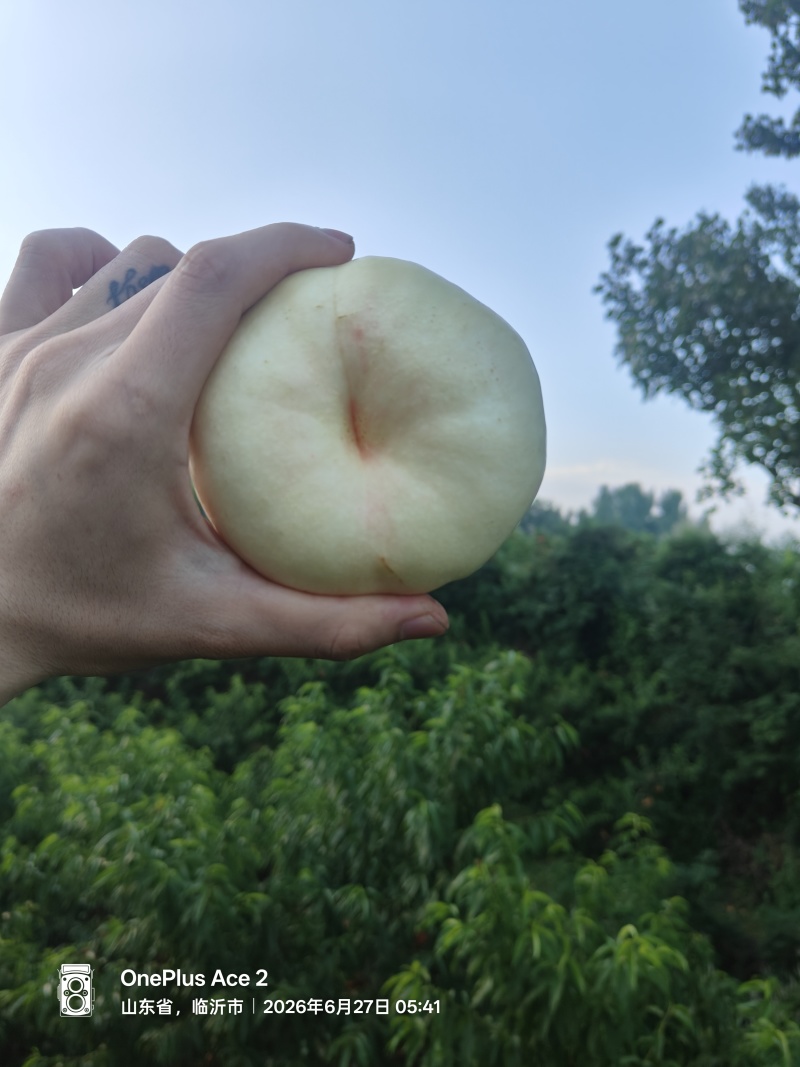 白油蟠桃，油8