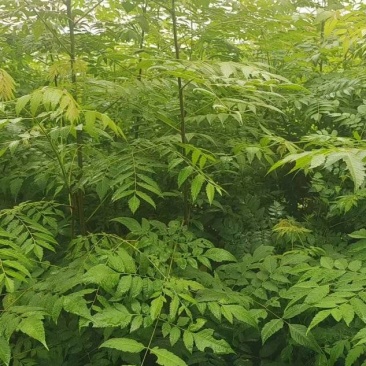 栾树