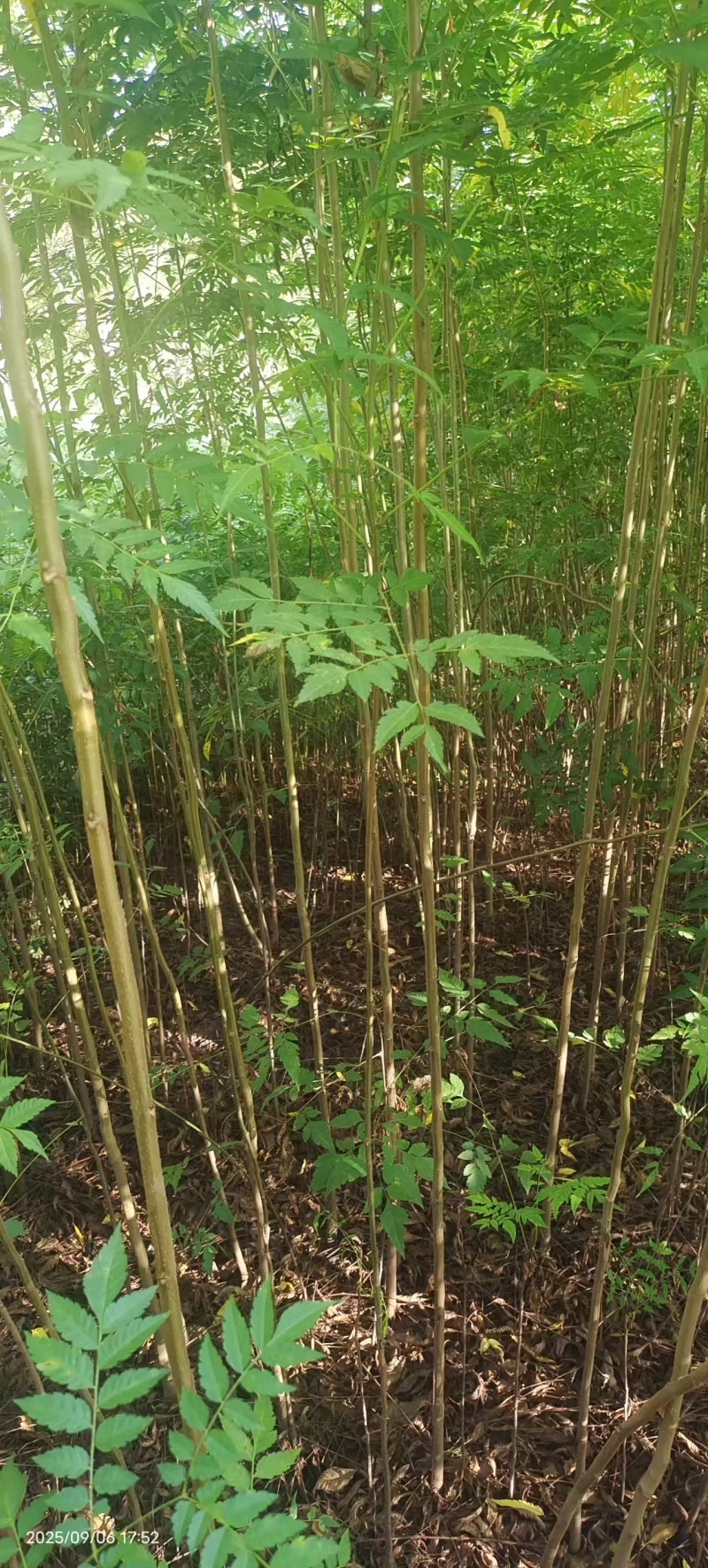 栾树