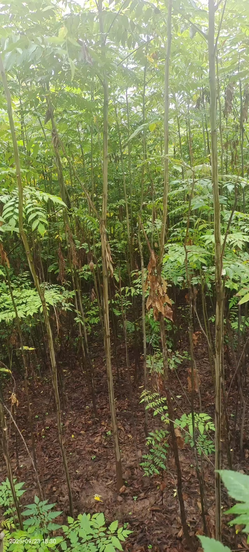 栾树