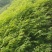 栾树