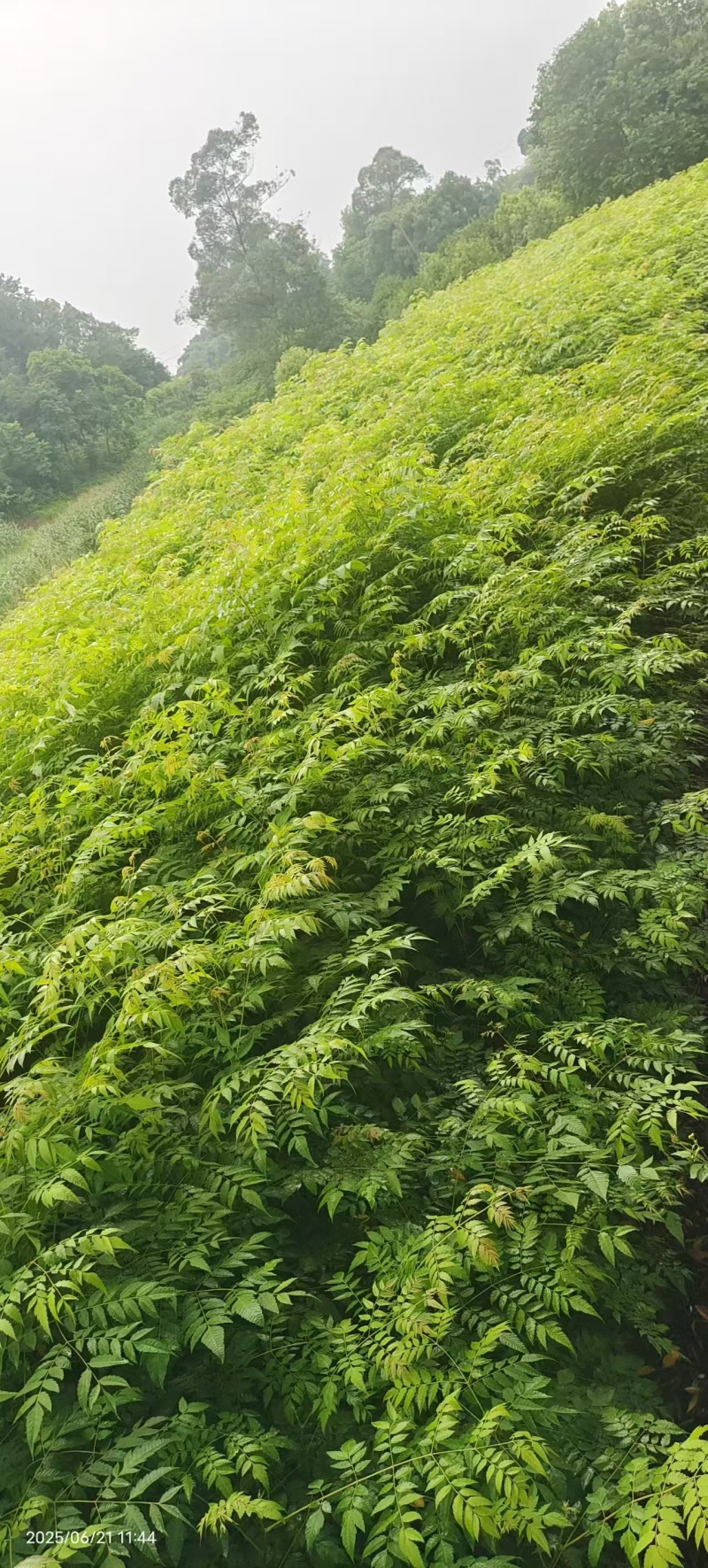 栾树