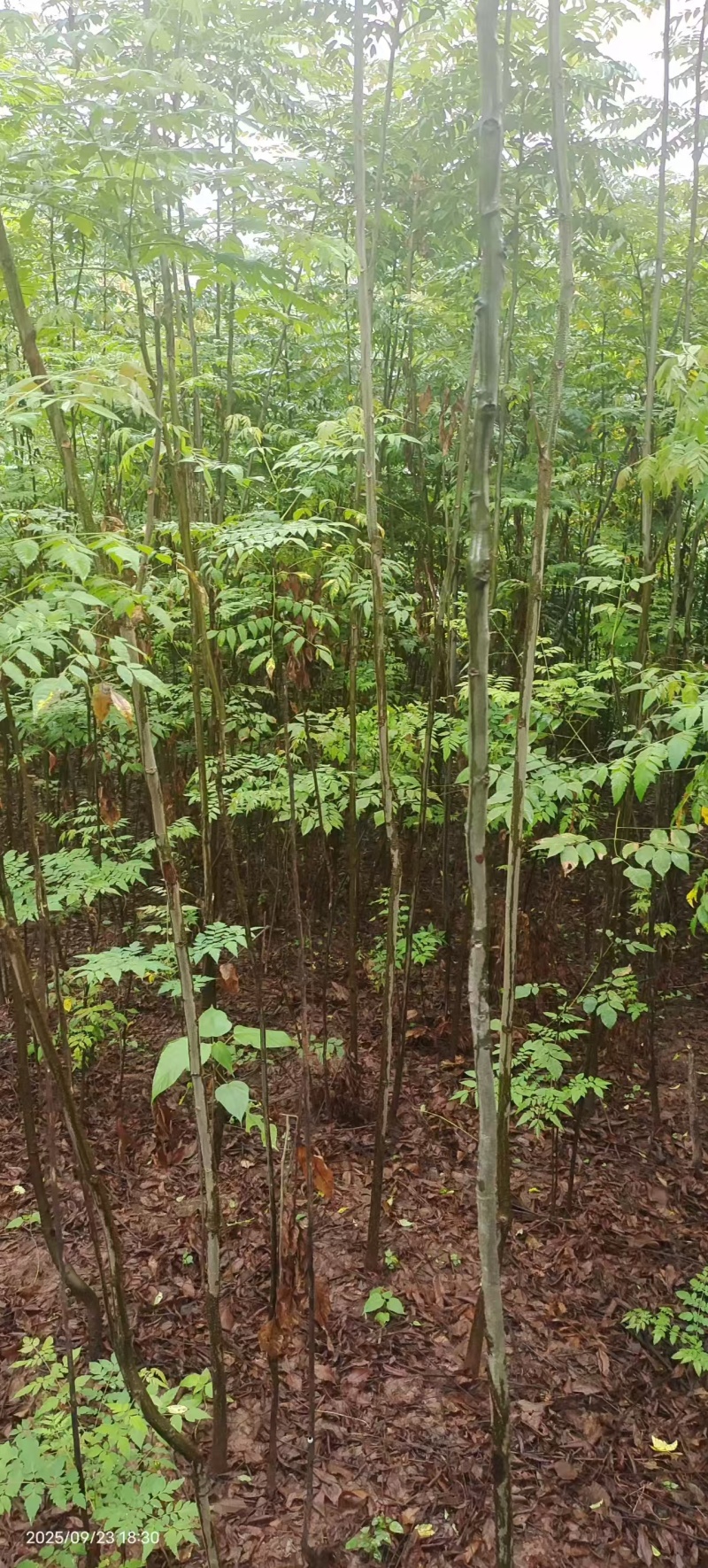 栾树