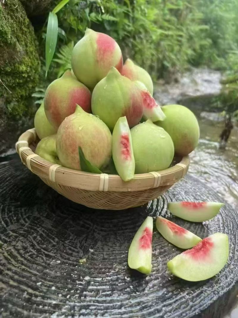 广东鹰嘴桃
